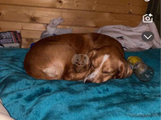 Boy cocker spaniel for sale in Clacton-On-Sea, Essex - Image 3