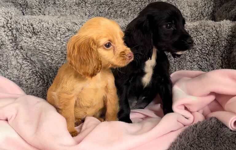 Boy & girl cocker spaniel puppies for sale in Baglan, West Glamorgan