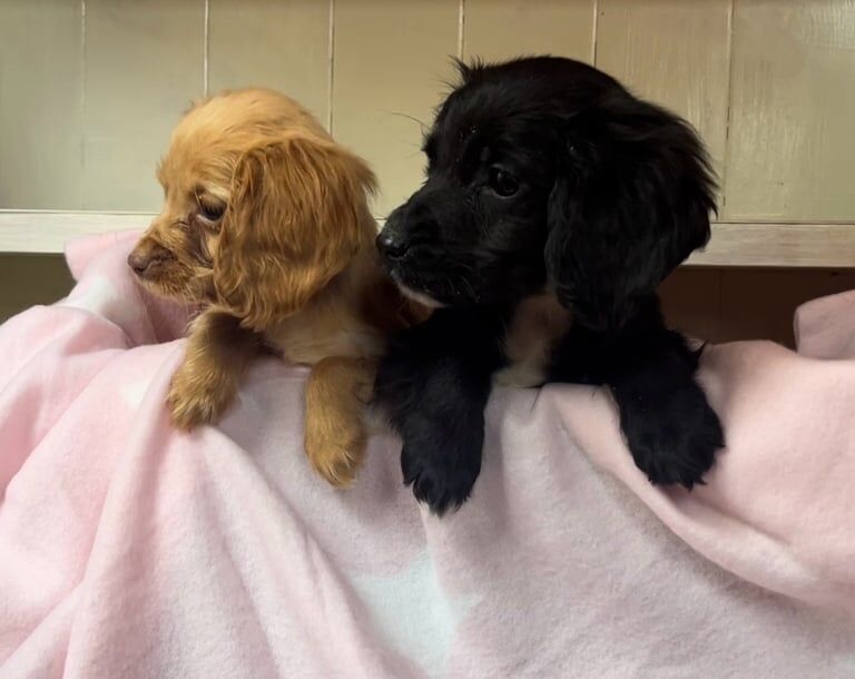 Boy & girl cocker spaniel puppies for sale in Baglan, West Glamorgan - Image 2