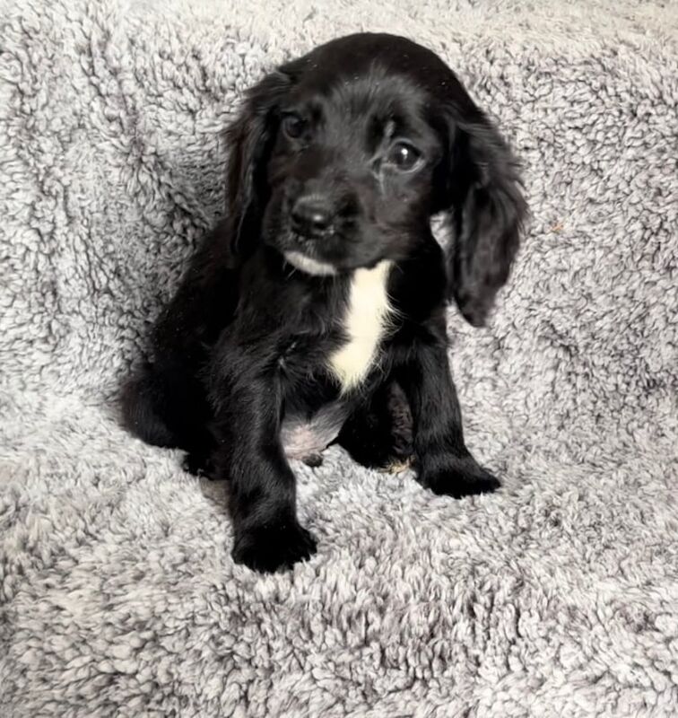 Boy & girl cocker spaniel puppies for sale in Baglan, West Glamorgan - Image 3