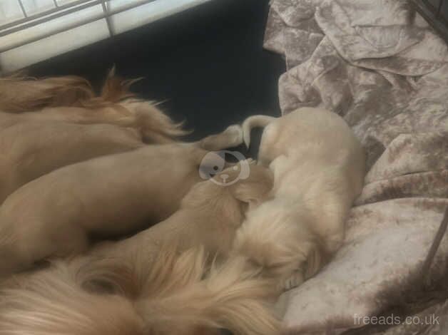 Boys Cocker spaniels for sale in Ardleigh Green, Havering, Greater London