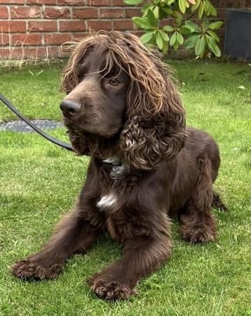 Brown Cocker Spaniel for rehoming for sale in Wisbech, Cambridgeshire