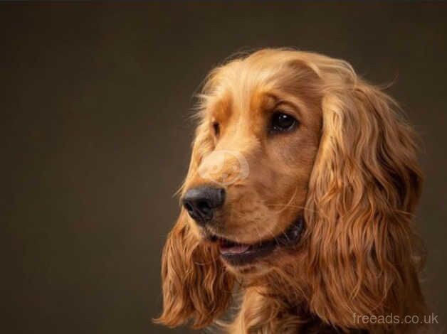 Champion bloodline show cocker Boys for sale in Basingstoke, Hampshire