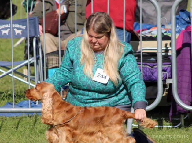 Champion bloodline show cocker Boys for sale in Basingstoke, Hampshire - Image 4