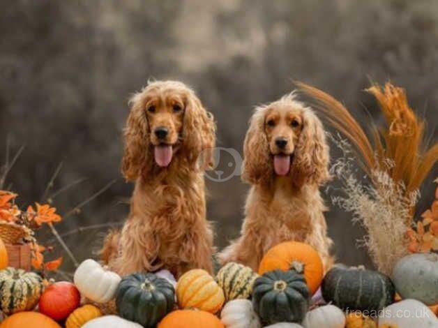 Champion bloodline show cocker Boys for sale in Basingstoke, Hampshire - Image 5