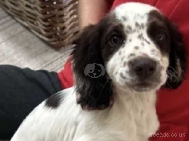 Choclate roan Cocker spaniel for sale in Aldershot, Surrey - Image 2