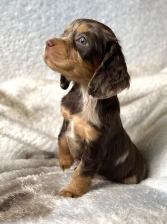 Chocolate & chocolate merle Cocker spaniel puppies for sale in Stourport-on-Severn, Worcestershire - Image 1