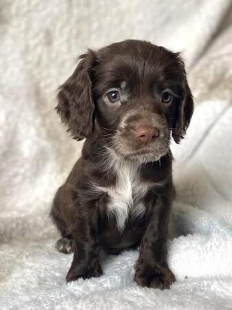 Chocolate & chocolate merle Cocker spaniel puppies for sale in Stourport-on-Severn, Worcestershire - Image 2