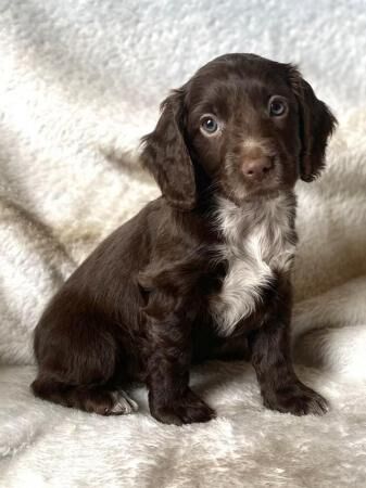 Chocolate & chocolate merle Cocker spaniel puppies for sale in Stourport-on-Severn, Worcestershire - Image 3