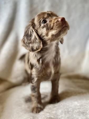 Chocolate & chocolate merle Cocker spaniel puppies for sale in Stourport-on-Severn, Worcestershire - Image 4
