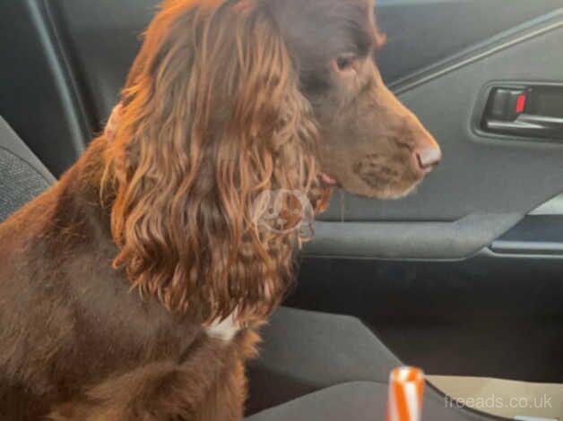 Chocolate cocker spaniel bitch for sale in Chesterfield, Derbyshire