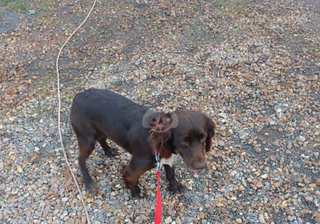 Chocolate Cocker Spaniel Girl for sale in Milton Keynes, Buckinghamshire