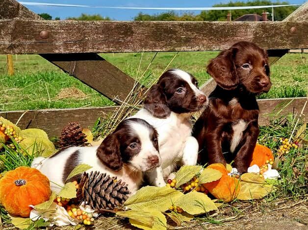 Chocolate Cocker Spaniel Puppies. for sale in Coalville, Leicestershire - Image 1