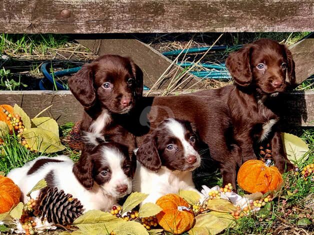 Chocolate Cocker Spaniel Puppies. for sale in Coalville, Leicestershire - Image 2