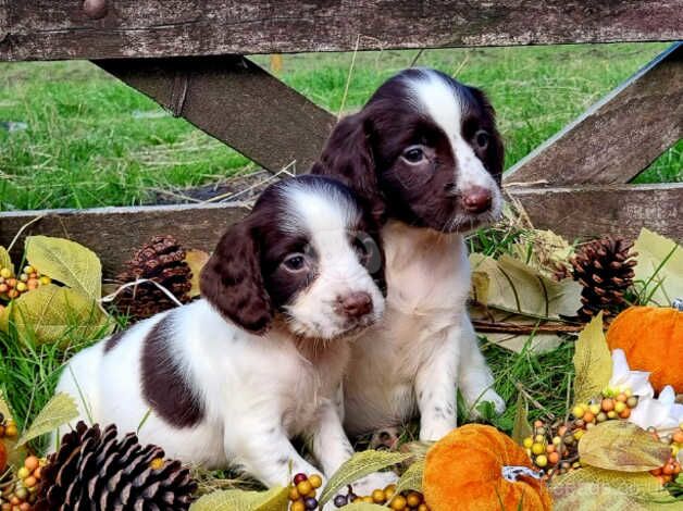 Chocolate Cocker Spaniel Puppies. for sale in Coalville, Leicestershire - Image 3