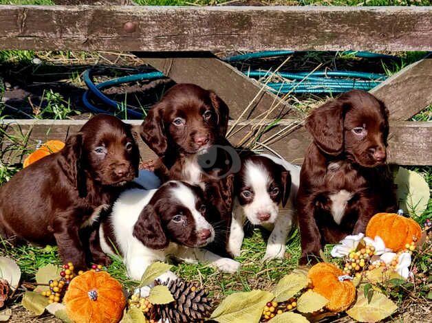 Chocolate Cocker Spaniel Puppies. for sale in Coalville, Leicestershire - Image 4