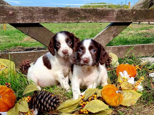 Chocolate Cocker Spaniel Puppies. for sale in Coalville, Leicestershire - Image 5