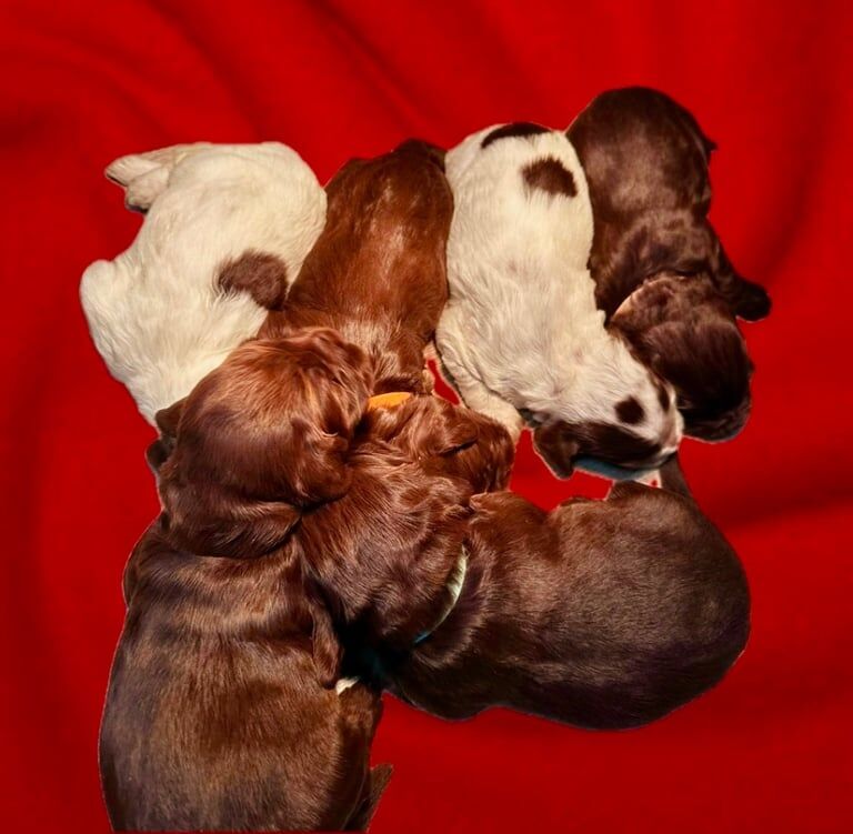 Chocolate cocker spaniels puppies for sale in Liskeard, Cornwall - Image 1