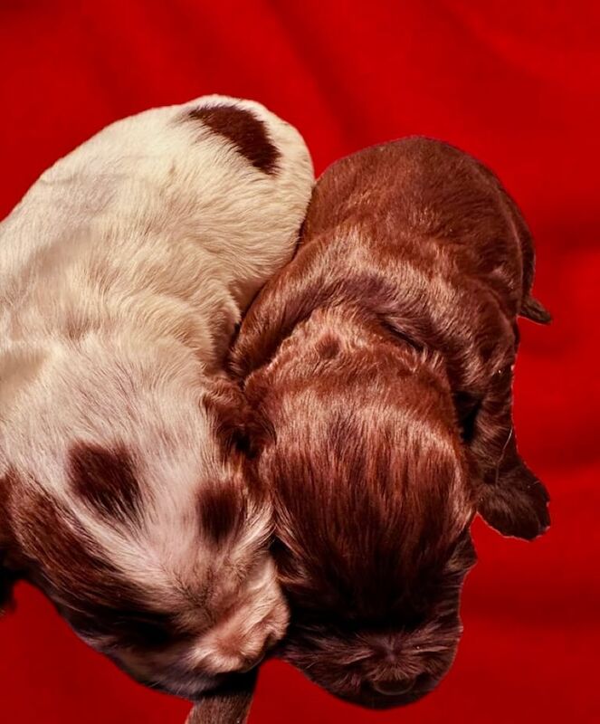 Chocolate cocker spaniels puppies for sale in Liskeard, Cornwall - Image 2