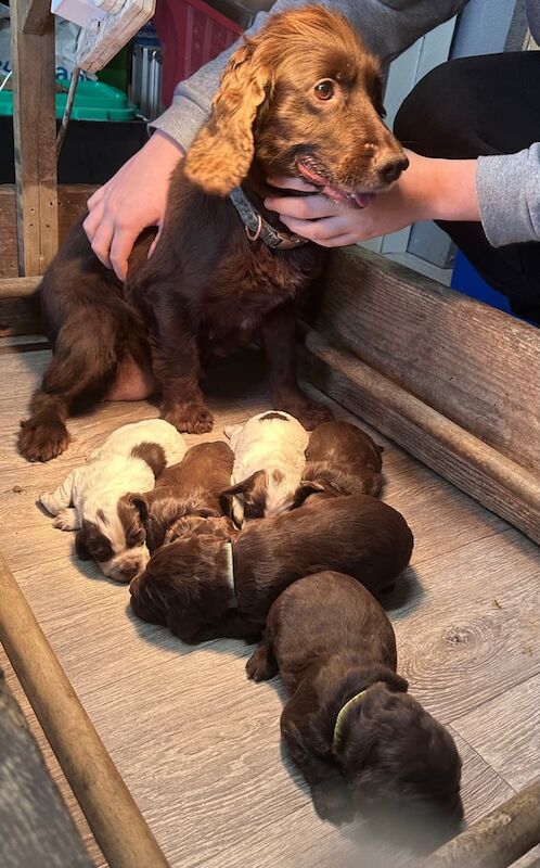 Chocolate cocker spaniels puppies for sale in Liskeard, Cornwall - Image 3