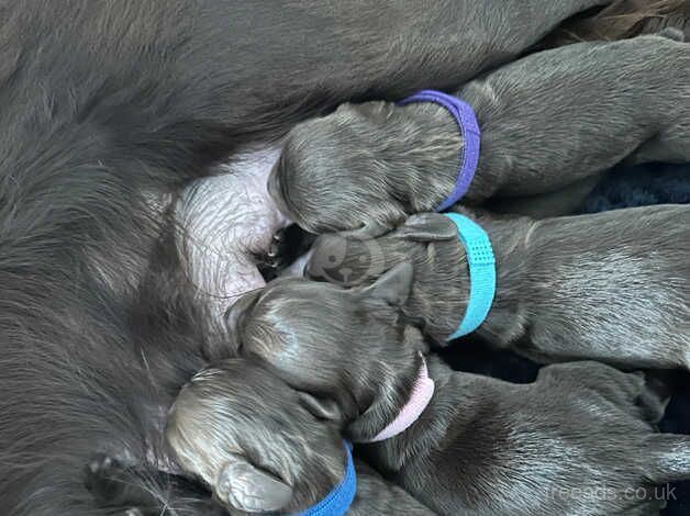 Cocker Spaniel Puppies for sale