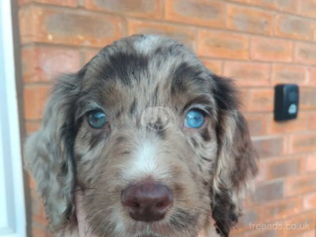 Chocolate merle cocker spaniel for sale in Leicester, Leicestershire - Image 1