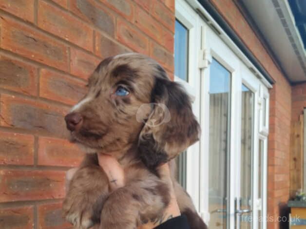 Chocolate merle cocker spaniel for sale in Leicester, Leicestershire - Image 2