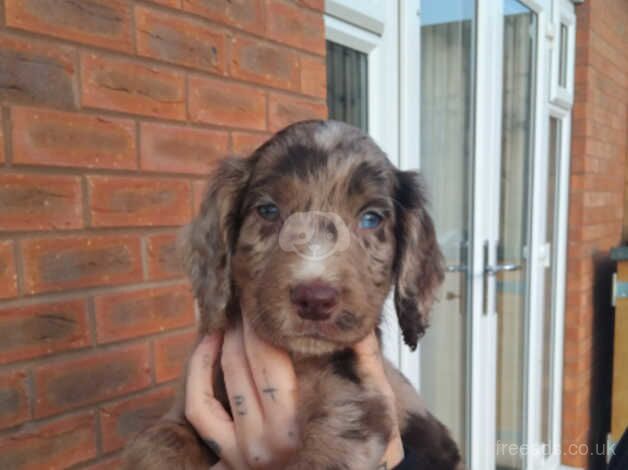 Chocolate merle cocker spaniel for sale in Leicester, Leicestershire - Image 3