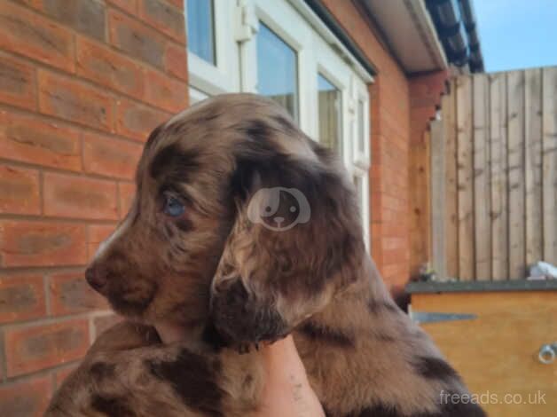 Chocolate merle cocker spaniel for sale in Leicester, Leicestershire - Image 4