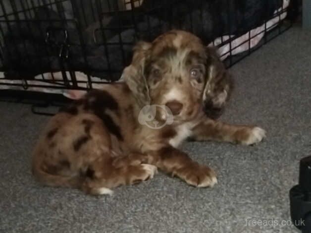 Chocolate merle cocker spaniel for sale in Leicester, Leicestershire - Image 5