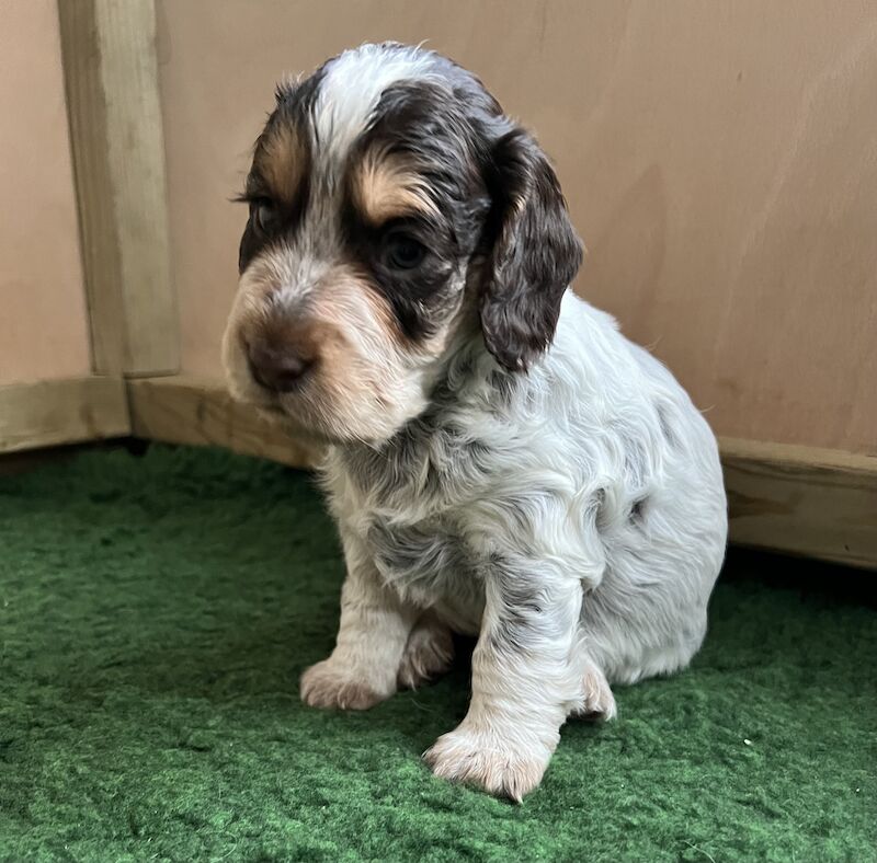 Chocolate Roan with Tan (tri - coloured) Working Cocker Spaniel Puppy Bitch for sale in Taunton, Somerset