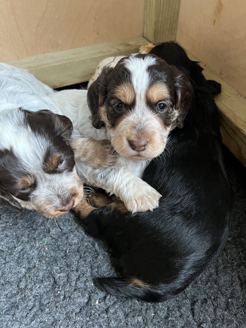 Chocolate Roan with Tan (tri - coloured) Working Cocker Spaniel Puppy Bitch for sale in Taunton, Somerset - Image 2