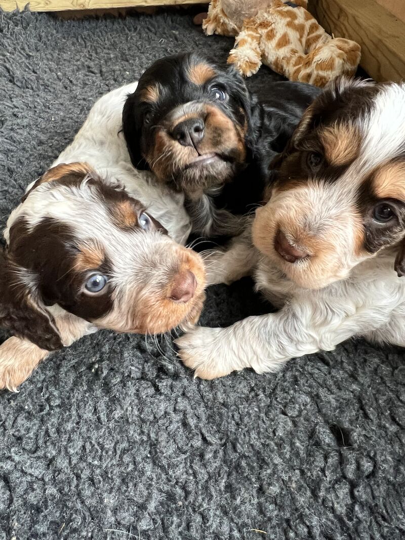 Chocolate Roan with Tan (tri - coloured) Working Cocker Spaniel Puppy Bitch for sale in Taunton, Somerset - Image 3