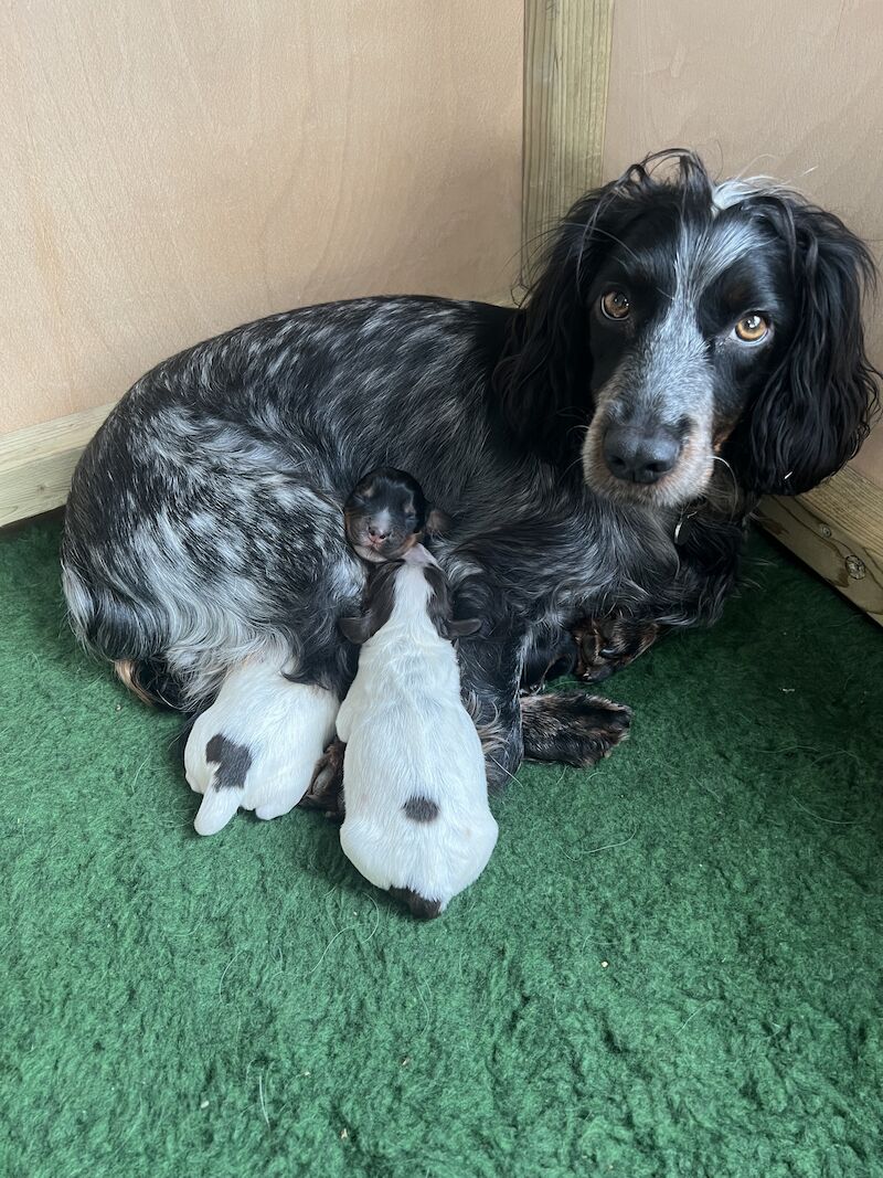 Chocolate Roan with Tan (tri - coloured) Working Cocker Spaniel Puppy Bitch for sale in Taunton, Somerset - Image 4