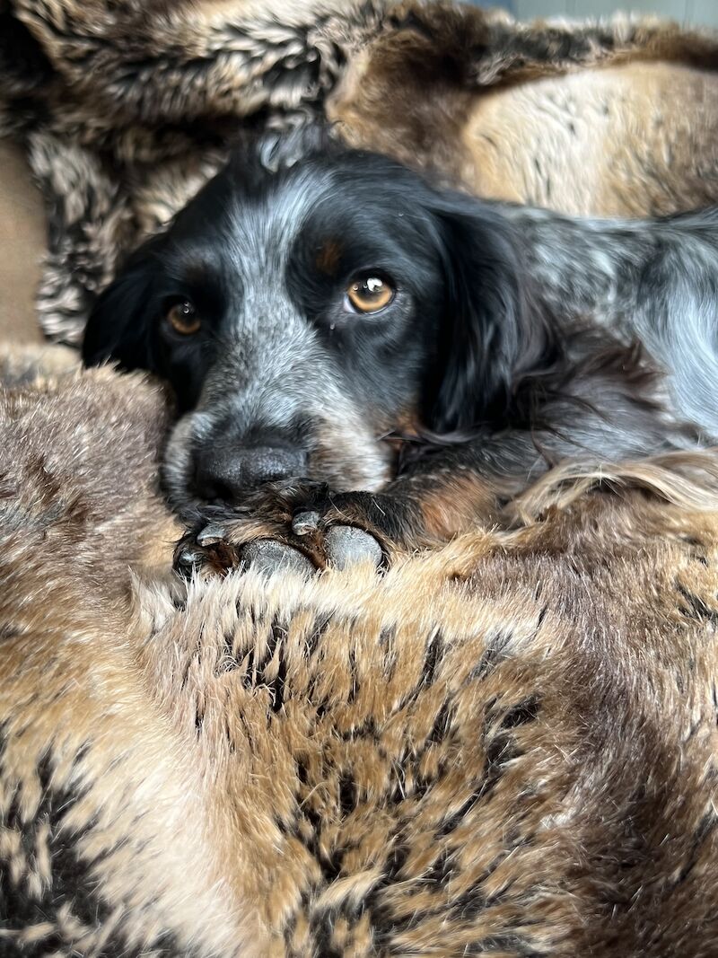 Chocolate Roan with Tan (tri - coloured) Working Cocker Spaniel Puppy Bitch for sale in Taunton, Somerset - Image 5