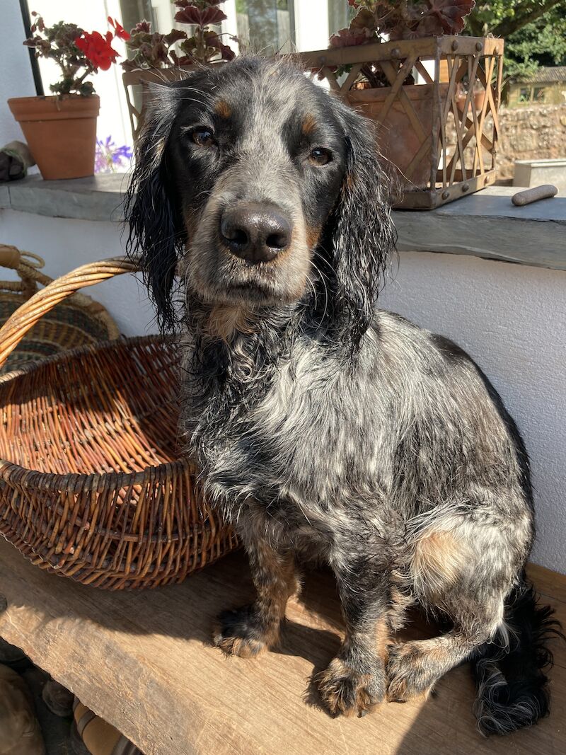 Chocolate Roan with Tan (tri - coloured) Working Cocker Spaniel Puppy Bitch for sale in Taunton, Somerset - Image 6