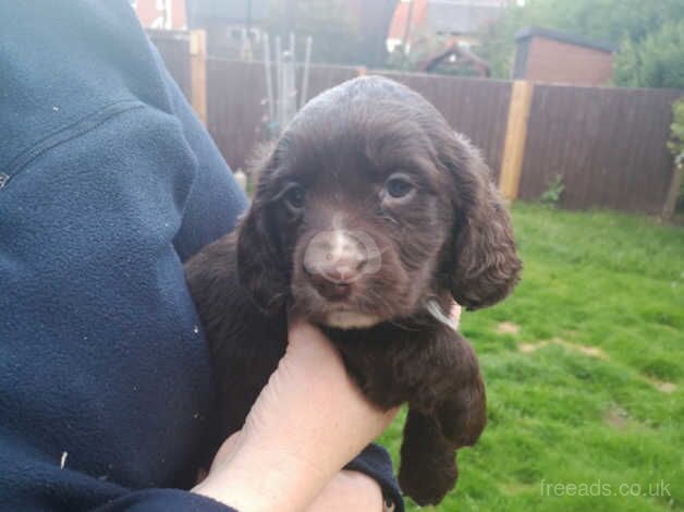 Chunky chocolate cocker spaniels for sale in Tamworth, Warwickshire - Image 1