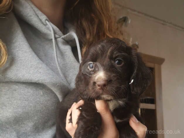 Chunky chocolate cocker spaniels for sale in Tamworth, Warwickshire - Image 2