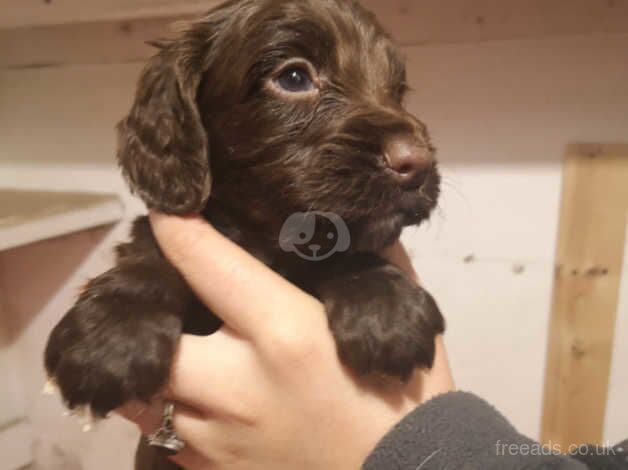 Chunky chocolate cocker spaniels for sale in Tamworth, Warwickshire - Image 3