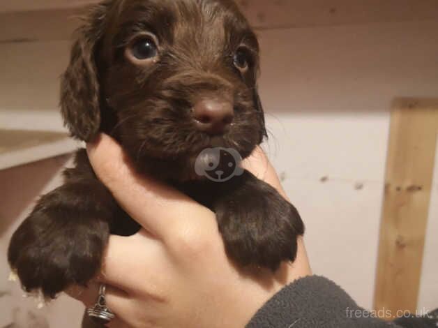 Chunky chocolate cocker spaniels for sale in Tamworth, Warwickshire - Image 4