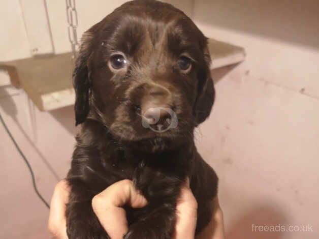 Chunky chocolate cocker spaniels for sale in Tamworth, Warwickshire - Image 5