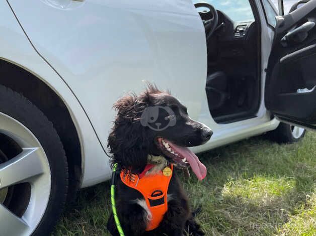 Clever Working Cooker Spaniel for sale/ Re- home for sale in Bermondsey, Southwark, Greater London - Image 1