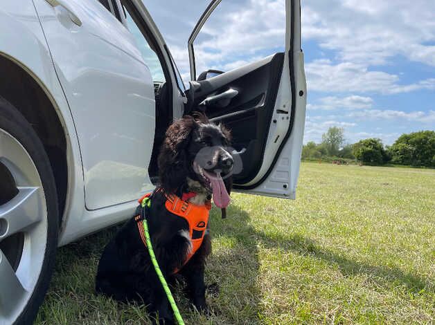 Clever Working Cooker Spaniel for sale/ Re- home for sale in Bermondsey, Southwark, Greater London - Image 2