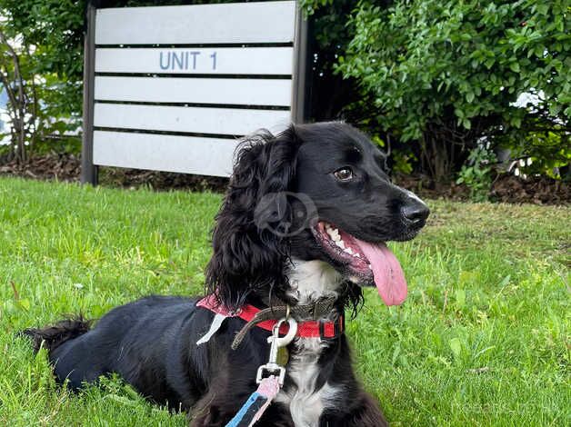 Clever Working Cooker Spaniel for sale/ Re- home for sale in Bermondsey, Southwark, Greater London - Image 4