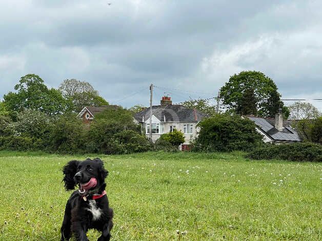 Clever Working Cooker Spaniel for sale/ Re- home for sale in Bermondsey, Southwark, Greater London - Image 5