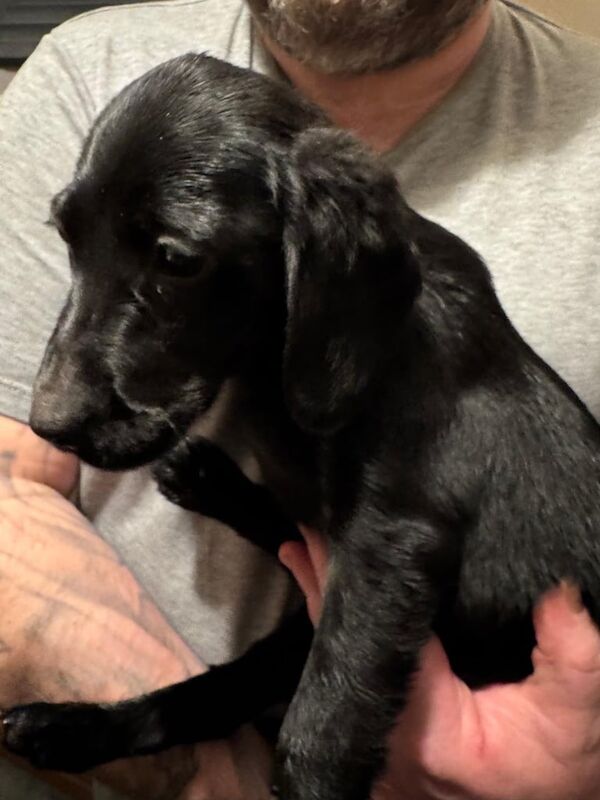 Cockador Puppies for sale in Coatbridge, Lanarkshire - Image 1