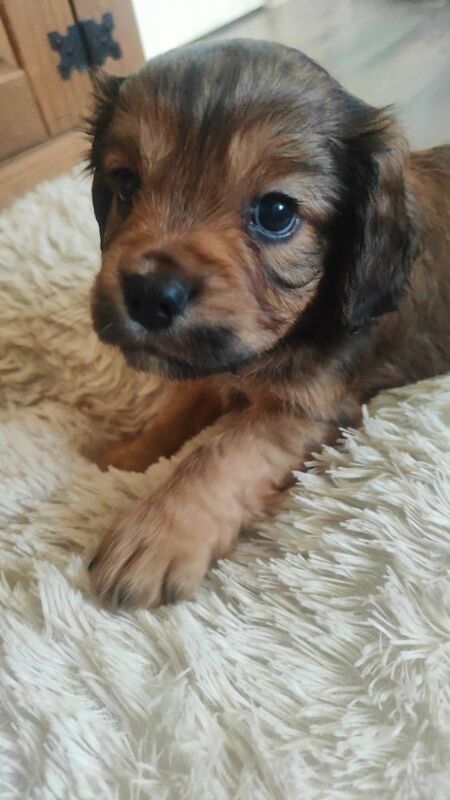 Cockalier Puppies for sale in Spalding, Lincolnshire