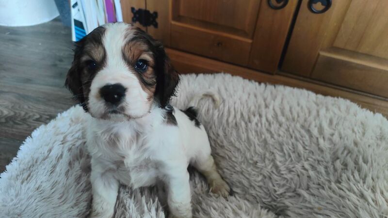 Cockalier Puppies for sale in Spalding, Lincolnshire - Image 3