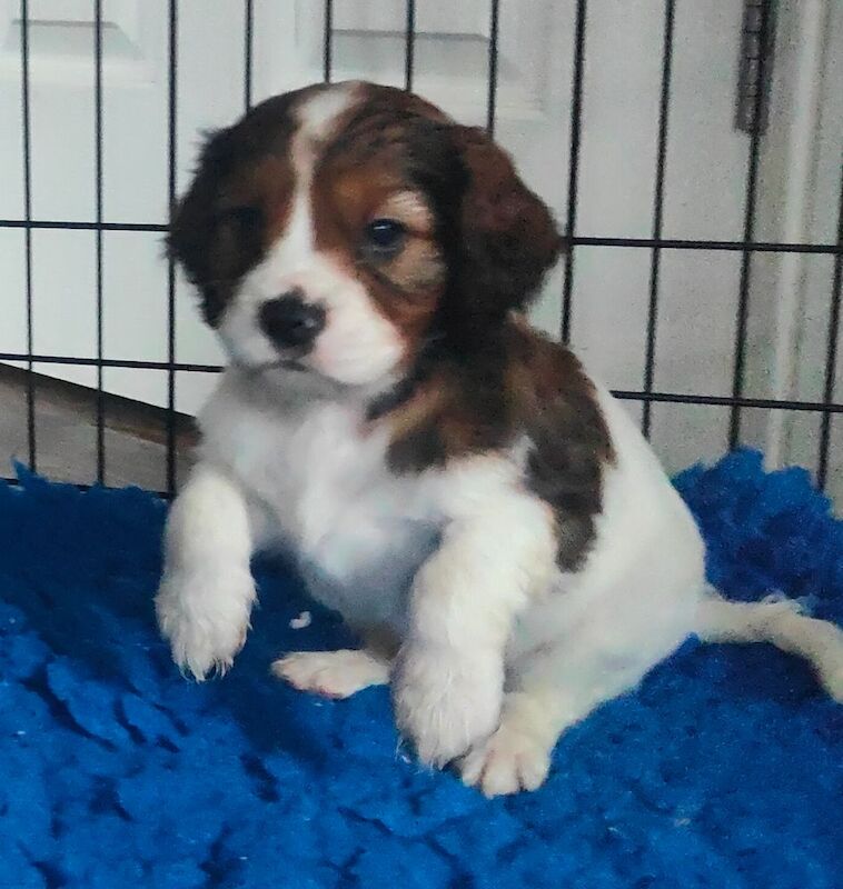 Cockalier Puppies for sale in Spalding, Lincolnshire - Image 5