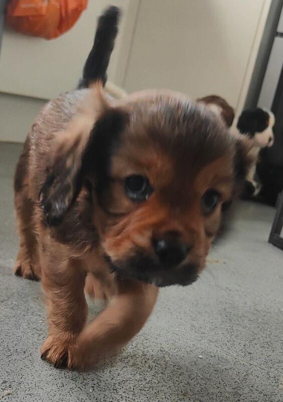 Cockalier Puppies for sale in Spalding, Lincolnshire - Image 6